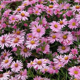 Астра кустарниковая Пинк Бьюти (Aster dumosus 'Pink Beauty')