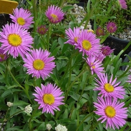Астра альпийская Хэппи Энд (Aster alpinus 'Happy End')