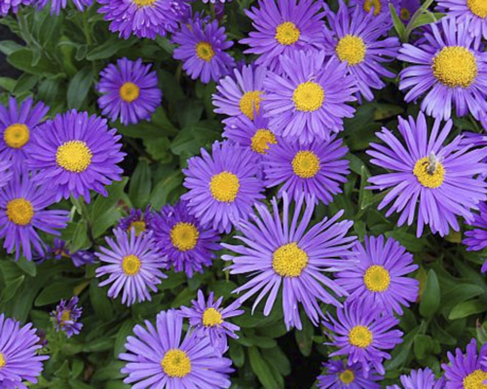 Астра альпийская Дункле Шёне (Aster alpinus 'Dunkle Schöne')