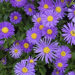 Астра альпийская Дункле Шёне (Aster alpinus 'Dunkle Schöne')