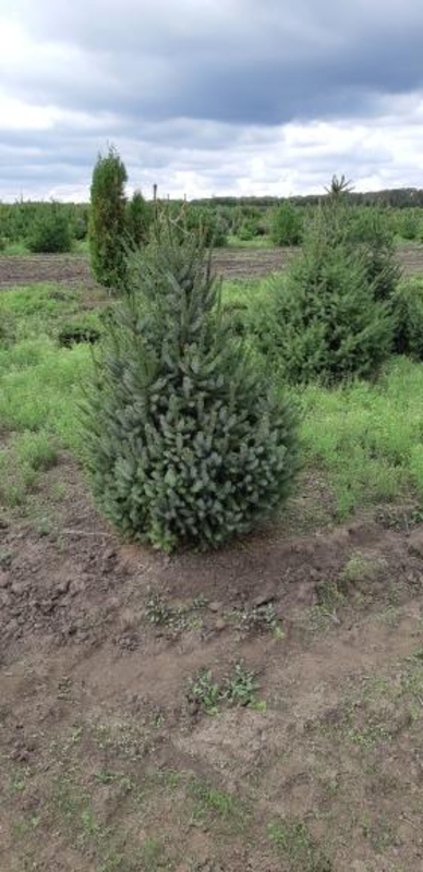 Ель канадская (Picea glauca)