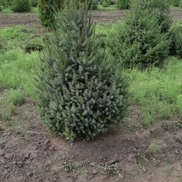 Ель канадская (Picea glauca)