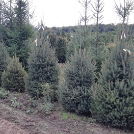 Ель канадская (Picea glauca)