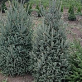 Ель канадская (Picea glauca)