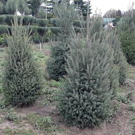 Ель канадская (Picea glauca)