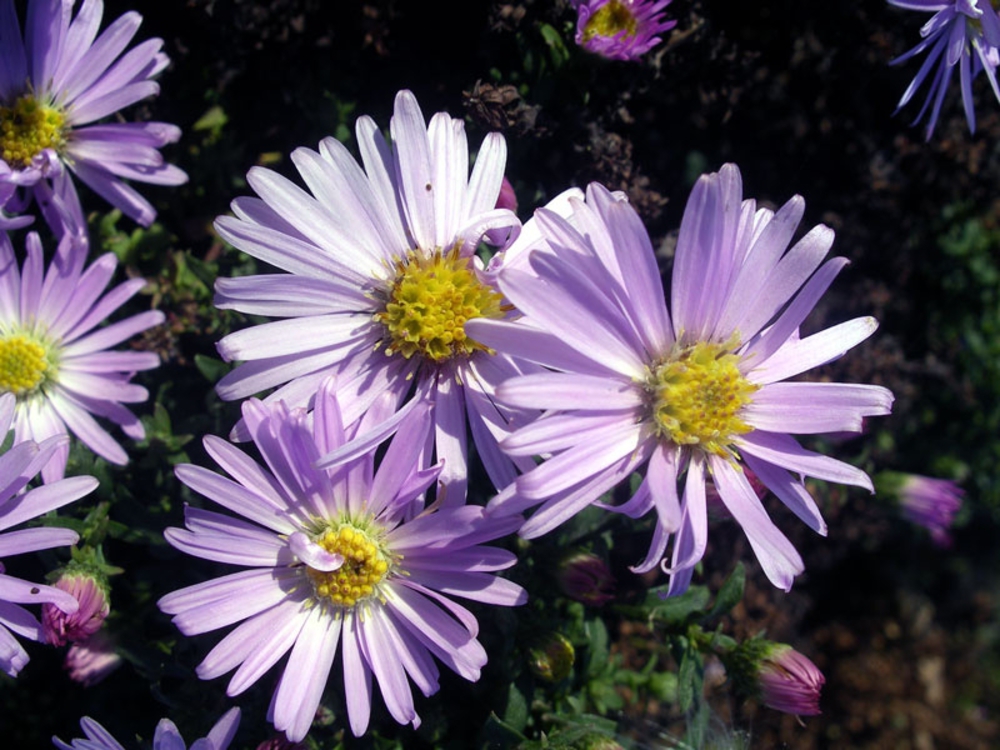 Астра кустарниковая Нэнси (Aster dumosus 'Nancy')