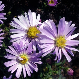 Астра кустарниковая Нэнси (Aster dumosus 'Nancy')