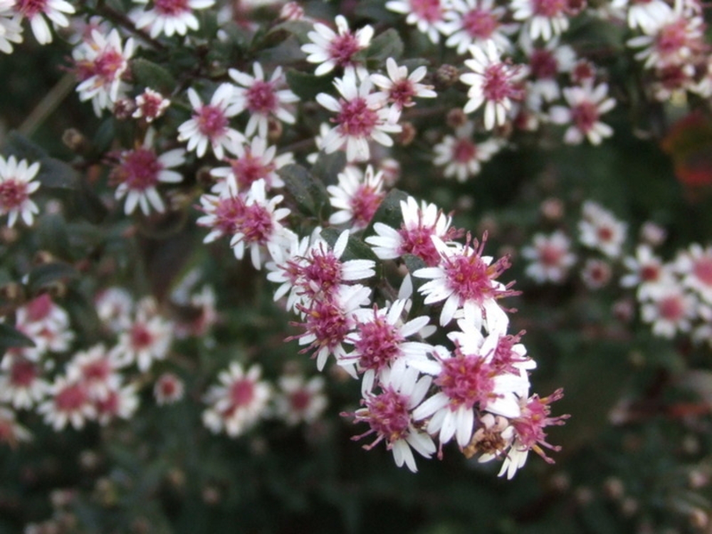 Астра бокоцветковая Леди ин Блэк (Aster lateriflorus 'Lady in Black')