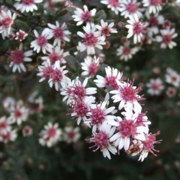 Астра бокоцветковая Леди ин Блэк (Aster lateriflorus 'Lady in Black')