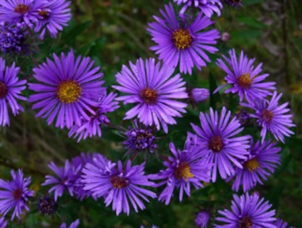 Астра новоанглийская Баррс Блю (Aster novae-angliae 'Barr's Blue')