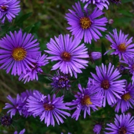 Астра новоанглийская Баррс Блю (Aster novae-angliae 'Barr's Blue')