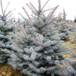 Ель колючая Эдит (Picea pungens 'Edith')