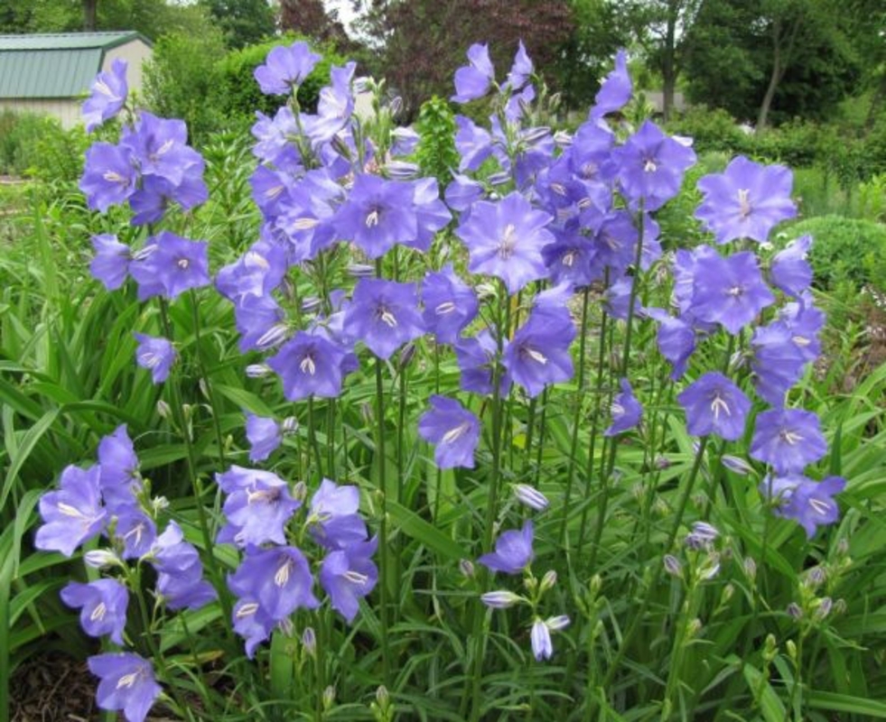 Колокольчик персиколистный (Campanula persicifolia)