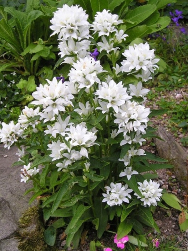 Колокольчик скученный (Campanula glomerata)
