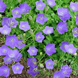 Колокольчик карпатский Блю Клипс (Campanula carpatica 'Blue Clips')