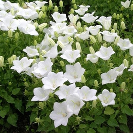 Колокольчик карпатский Вайссе Клипс (Campanula carpatica 'Weisse Clips')