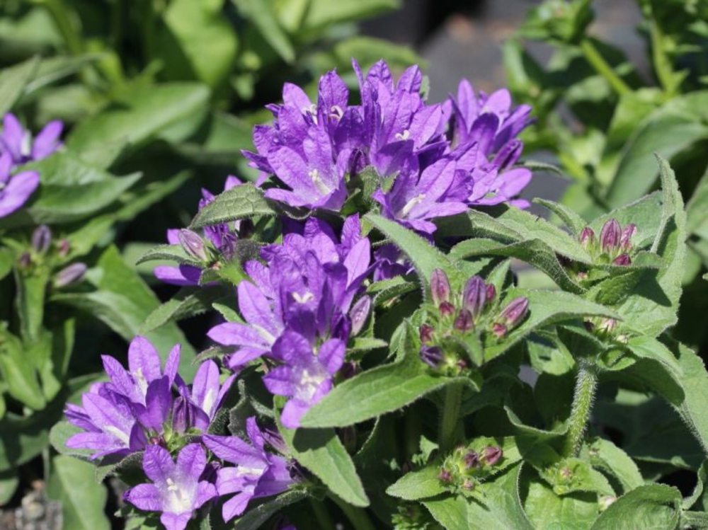 Колокольчик скученный Бельфлер Блю (Campanula glomerata 'Bellefleur Blue')