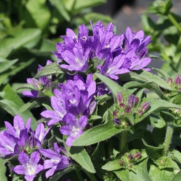 Колокольчик скученный Бельфлер Блю (Campanula glomerata 'Bellefleur Blue')