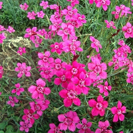 Гвоздика травянка (Dianthus deltoides)