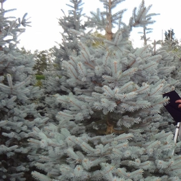 Ель колючая Хупси (Picea pungens 'Hoopsii')