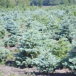 Ель колючая Хупси (Picea pungens 'Hoopsii')