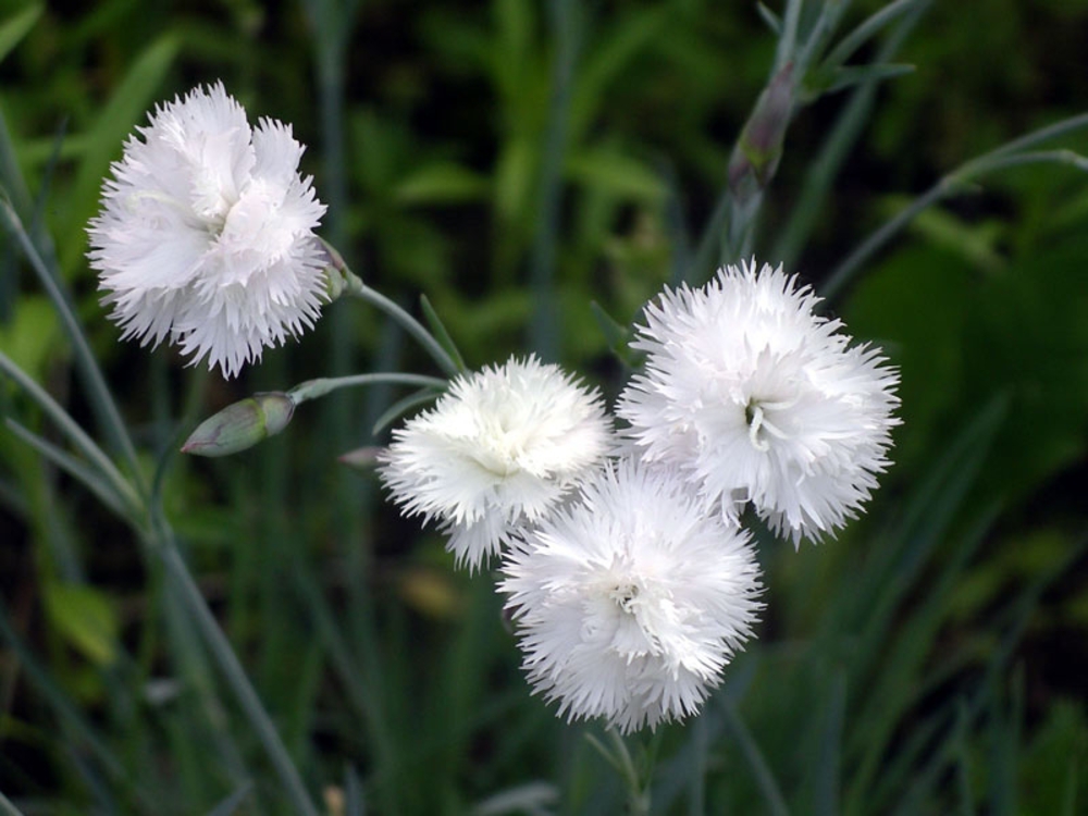 Гвоздика перистая Хэйтор Вайт (Dianthus plumarius 'Haytor White')