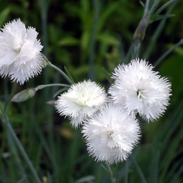Гвоздика перистая Хэйтор Вайт (Dianthus plumarius 'Haytor White')