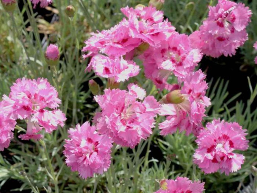 Гвоздика перистая Мэгги (Dianthus plumarius 'Maggie')