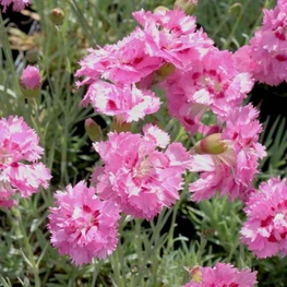 Гвоздика перистая Мэгги (Dianthus plumarius 'Maggie')