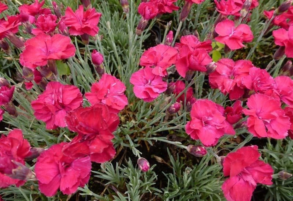 Гвоздика серовато-голубая Бомбардир (Dianthus gratianopolitanus 'Bombardier')