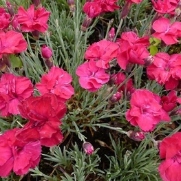 Гвоздика серовато-голубая Бомбардир (Dianthus gratianopolitanus 'Bombardier')