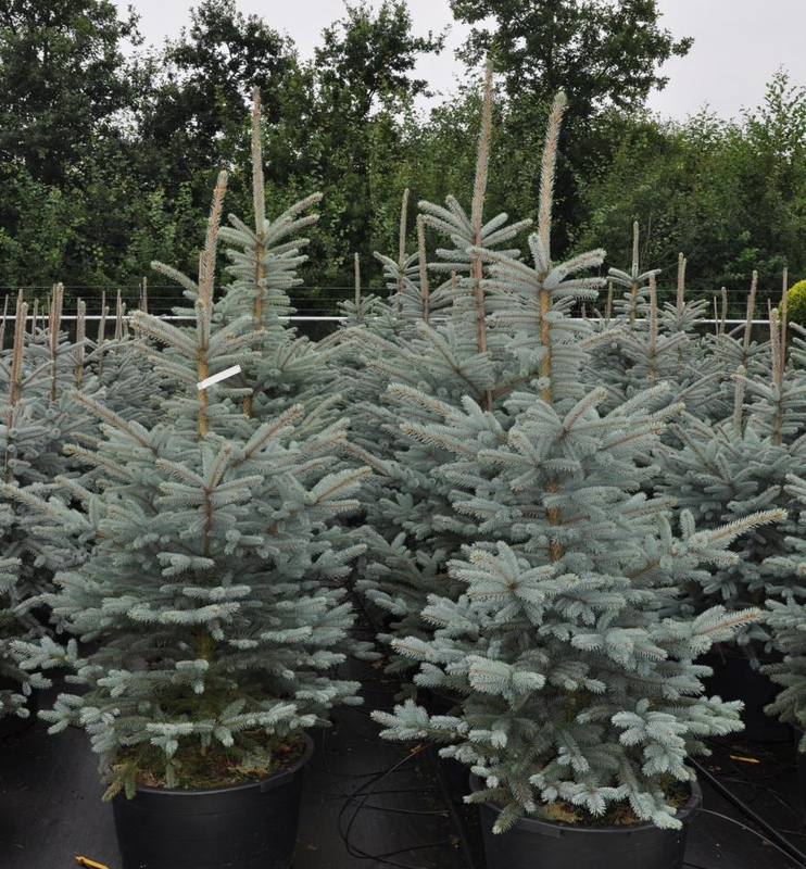 Ель колючая Фат Альберт (Picea pungens 'Fat Albert')