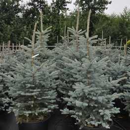 Ель колючая Фат Альберт (Picea pungens 'Fat Albert')