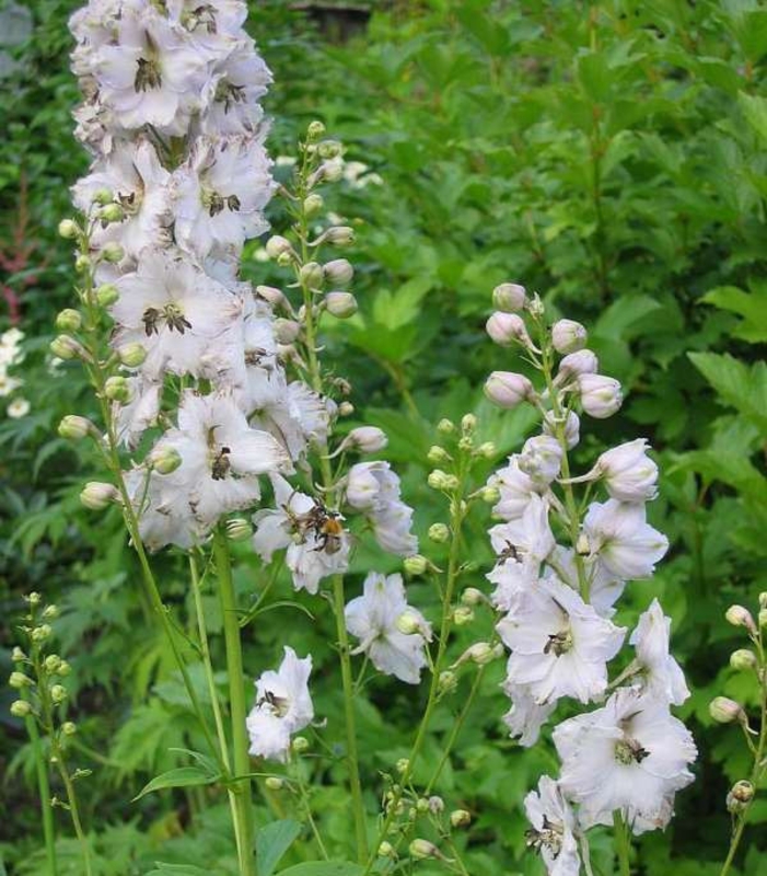 Дельфиниум Каза Бланка (Delphinium 'Casa Blanca')