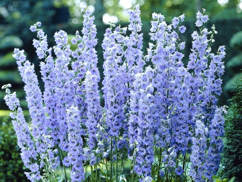 Дельфиниум Саммер Скайз (Delphinium 'Summer Skies')