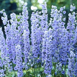 Дельфиниум Саммер Скайз (Delphinium 'Summer Skies')