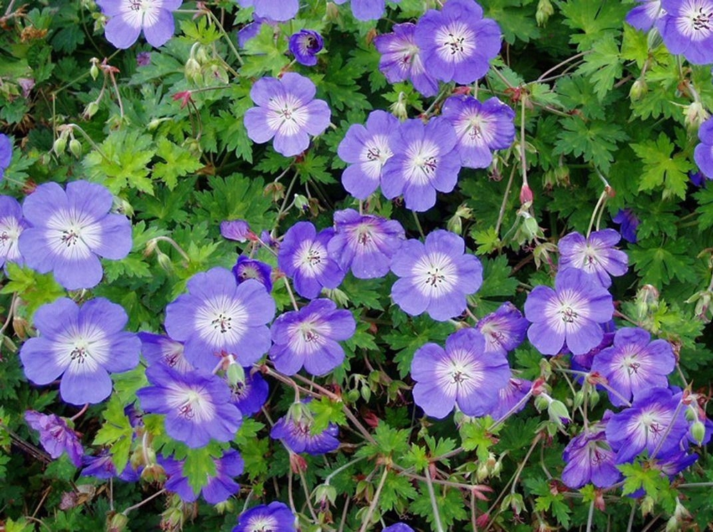 Герань гибридная Джонсонс Блю (Geranium 'Johnson`s Blue')