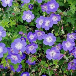 Герань гибридная Джонсонс Блю (Geranium 'Johnson`s Blue')
