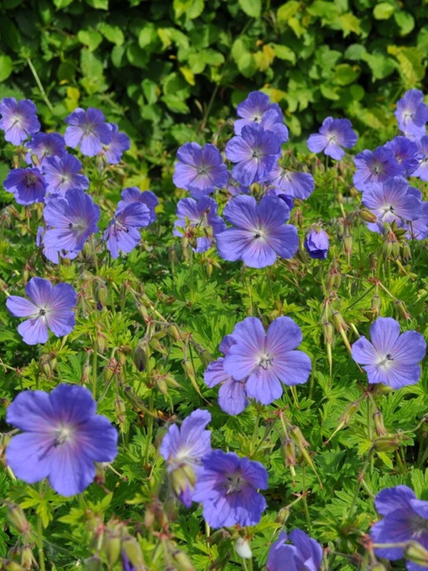 Герань гималайская Беби Блю (Geranium himalayense 'Baby Blue')