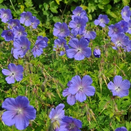 Герань гималайская Беби Блю (Geranium himalayense 'Baby Blue')