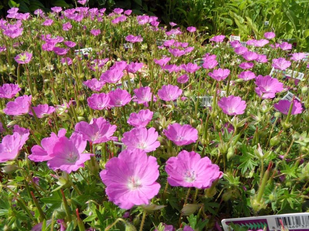Герань кроваво-красная Макс Фрай (Geranium sanguineum 'Max Frey')