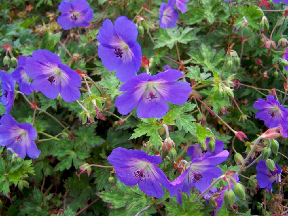 Герань Розанна (Geranium 'Rozanne')
