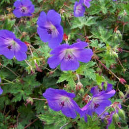 Герань Розанна (Geranium 'Rozanne')
