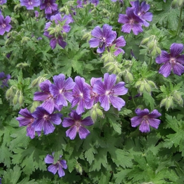 Герань великолепная Роузмур (Geranium x magnificum 'Rosemoor')