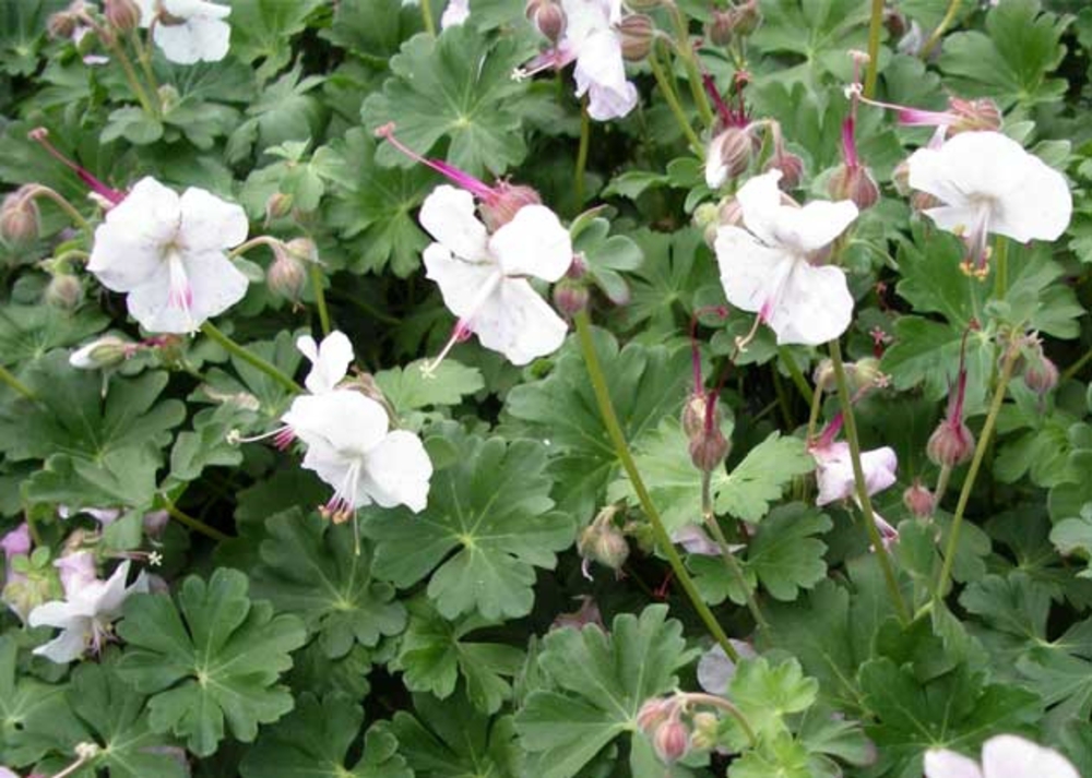 Герань кантабрийская Сент Ола (Geranium x cantabrigiense 'Saint Ola')