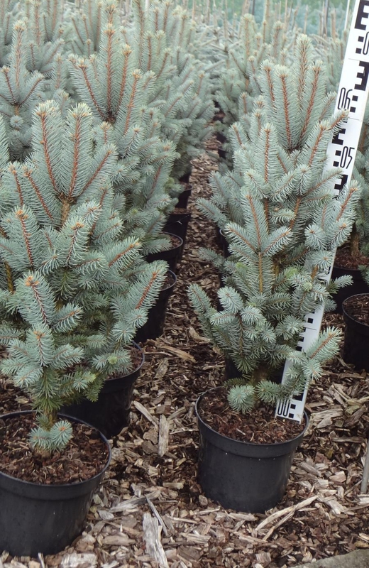 Ель колючая Изели Фастигиата (Picea pungens 'Iseli Fastigiata')