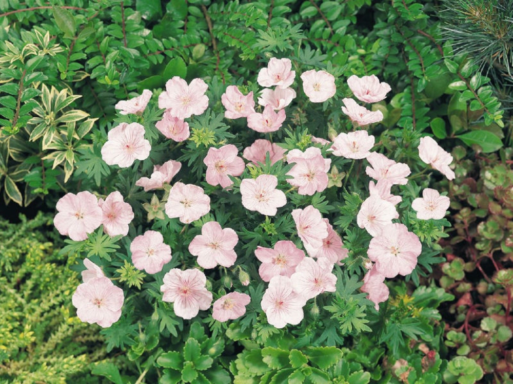 Герань кроваво-красная Вижн ин Пинк (Geranium sanguineum 'Vision in Pink')
