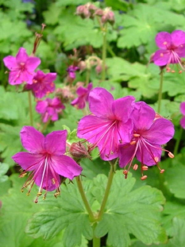Герань крупнокорневищная Беванс Варайети (Geranium macrorrhizum 'Bevan`s Variety')