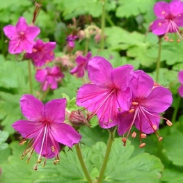 Герань крупнокорневищная Беванс Варайети (Geranium macrorrhizum 'Bevan`s Variety')