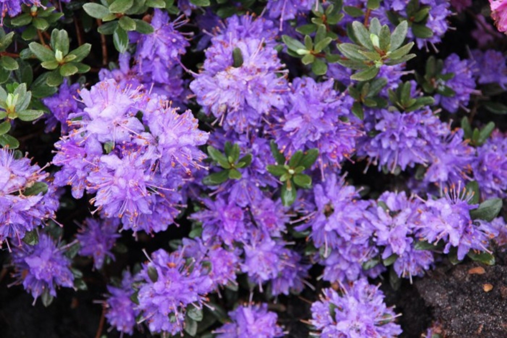 Рододендрон плотный Азурика (Rhododendron impeditum 'Azurica')